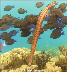 Trumpet fish had beeen hiding with the tangs. by Robert Michaelson 